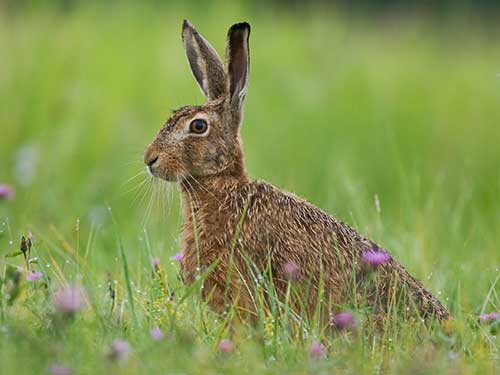 Rabbits & Hares