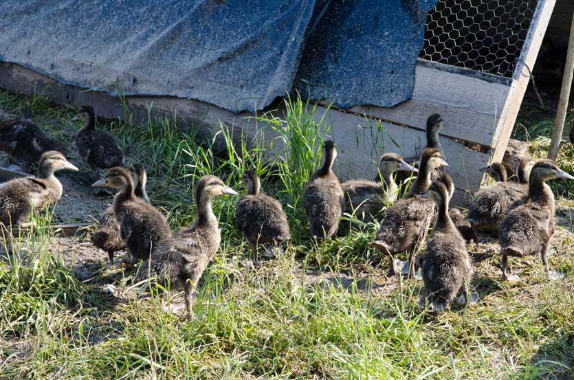 ducks