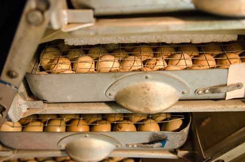 eggs